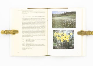 Narcissus. A Guide to Wild Daffodils
