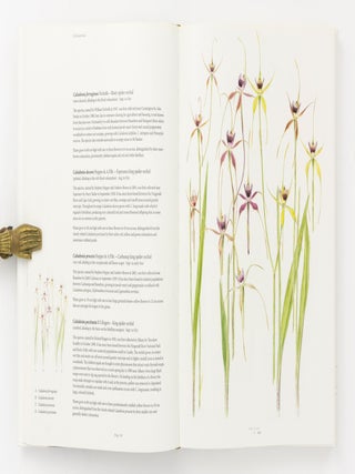 Orchids of Western Australia
