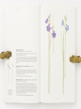 Orchids of Western Australia
