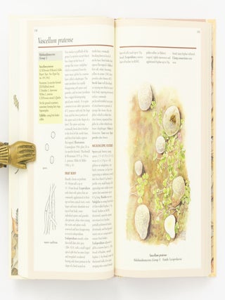 Fungi of Southern Australia