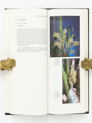 Australian Indigenous Orchids. The Epiphytes. The Tropical Terrestrial Species
