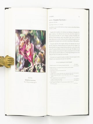 Australian Indigenous Orchids. The Epiphytes. The Tropical Terrestrial Species