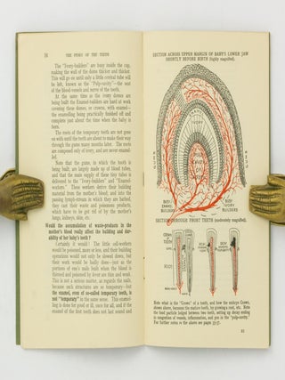 The Story of the Teeth and How to Save Them