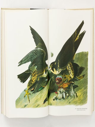 Audubon's Birds of America