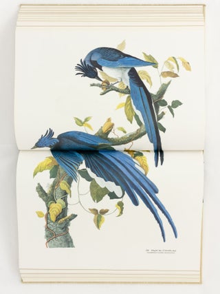 Audubon's Birds of America