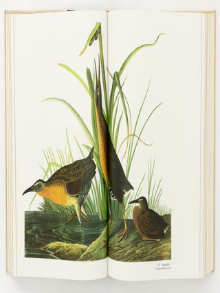 Audubon's Birds of America