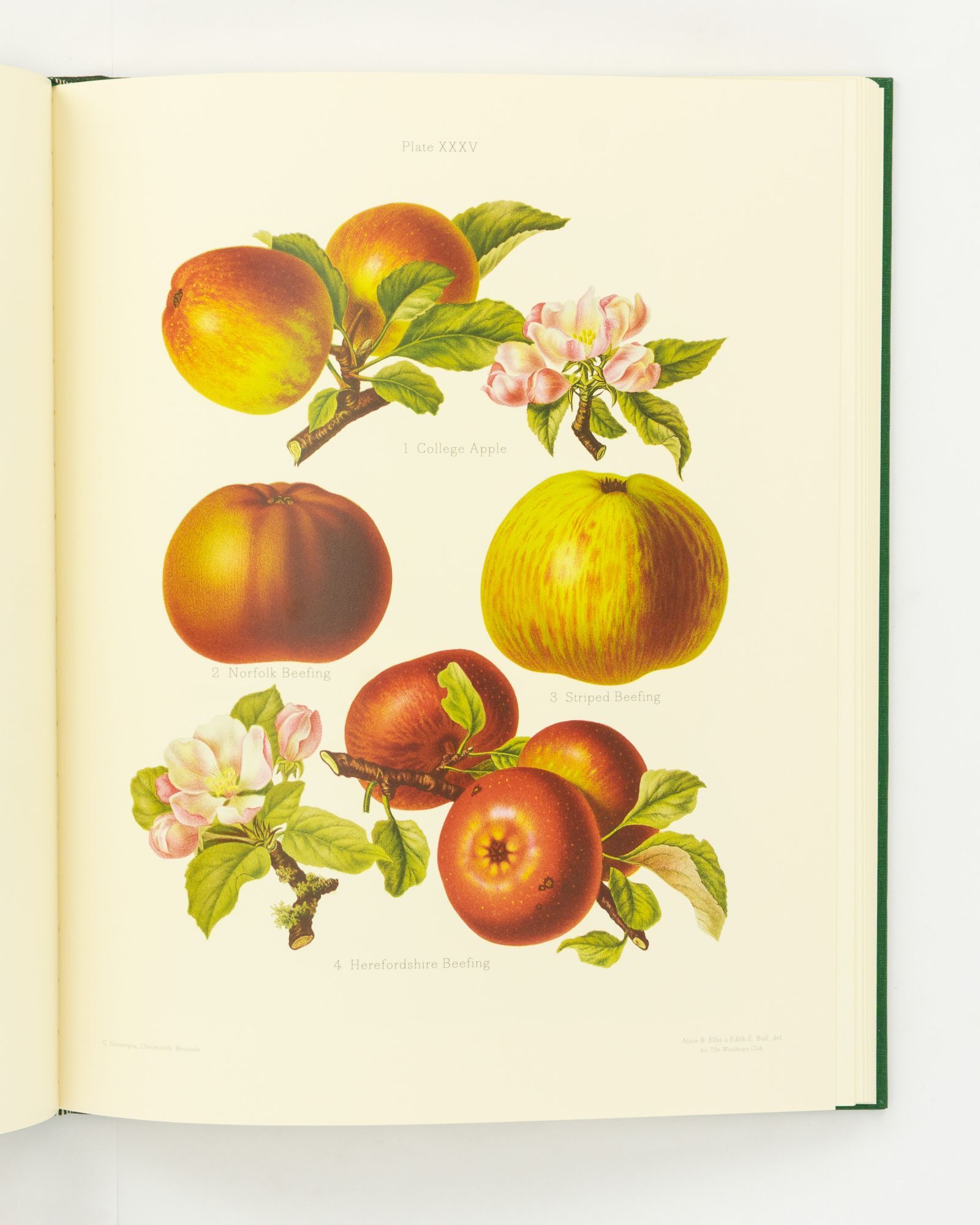 The Herefordshire Pomona. Containing Coloured Figures and Descriptions ...