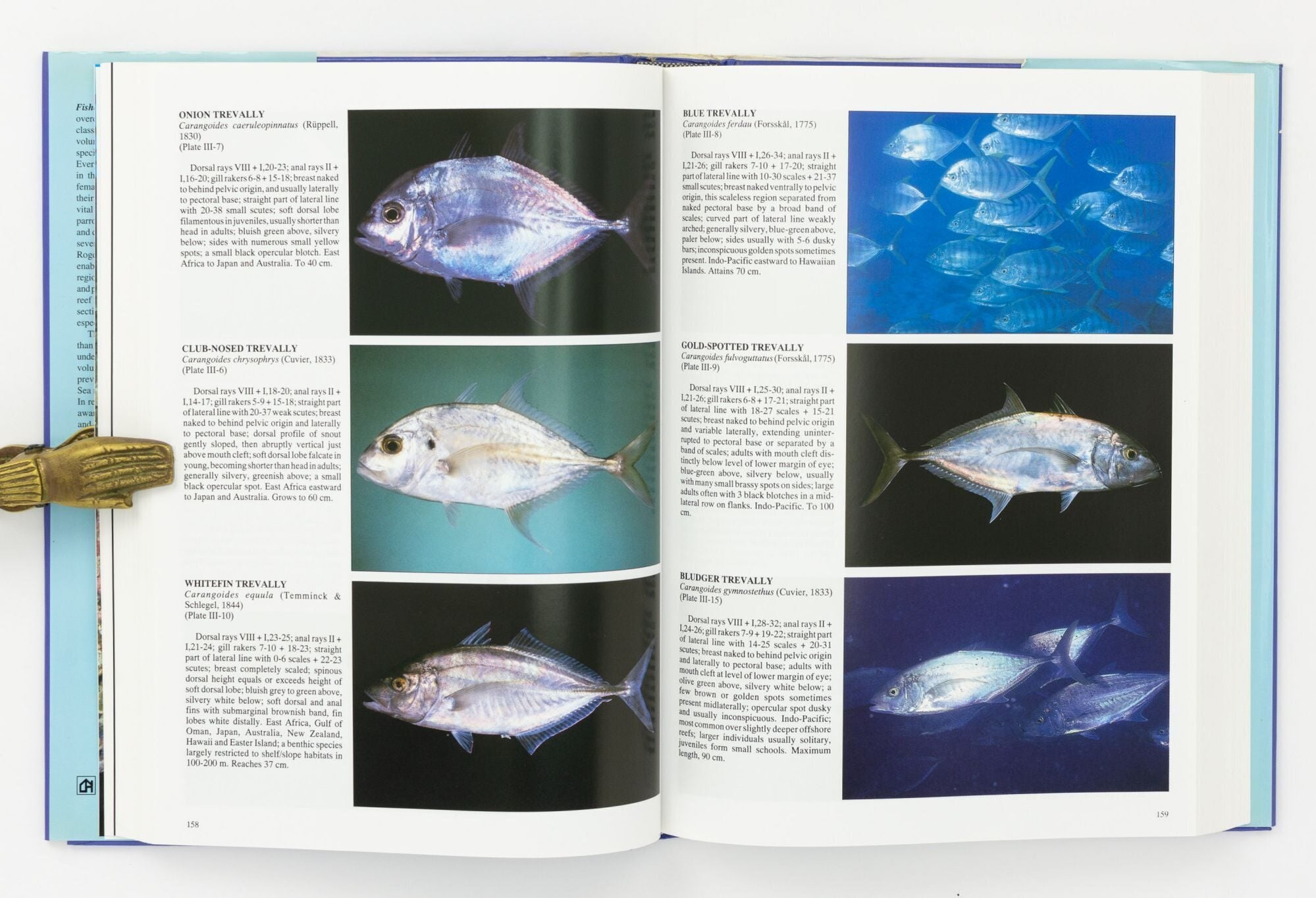 Fishes of the Great Barrier Reef and Coral Sea The Complete Divers ...