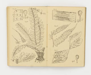 Handbook to the Ferns of Queensland, compiled from the Most Recent Works on Ferns; and an Introduction to Fern Study