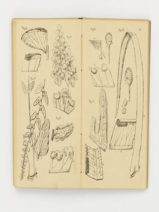 Handbook to the Ferns of Queensland, compiled from the Most Recent Works on Ferns; and an Introduction to Fern Study