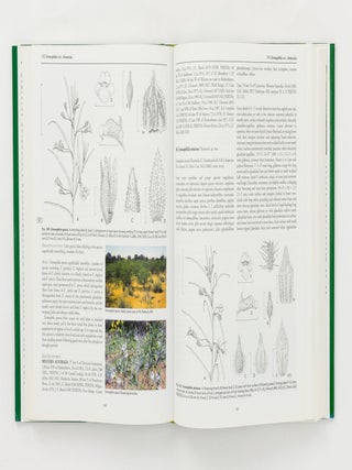 Eremophila and Allied Genera. A Monograph of the Plant Family Myoporaceae