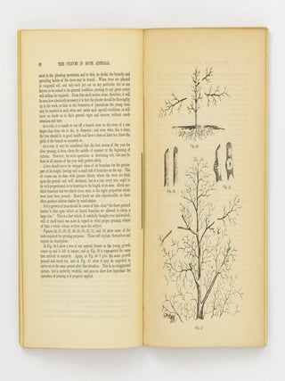 A Practical Treatise on Tree Culture in South Australia