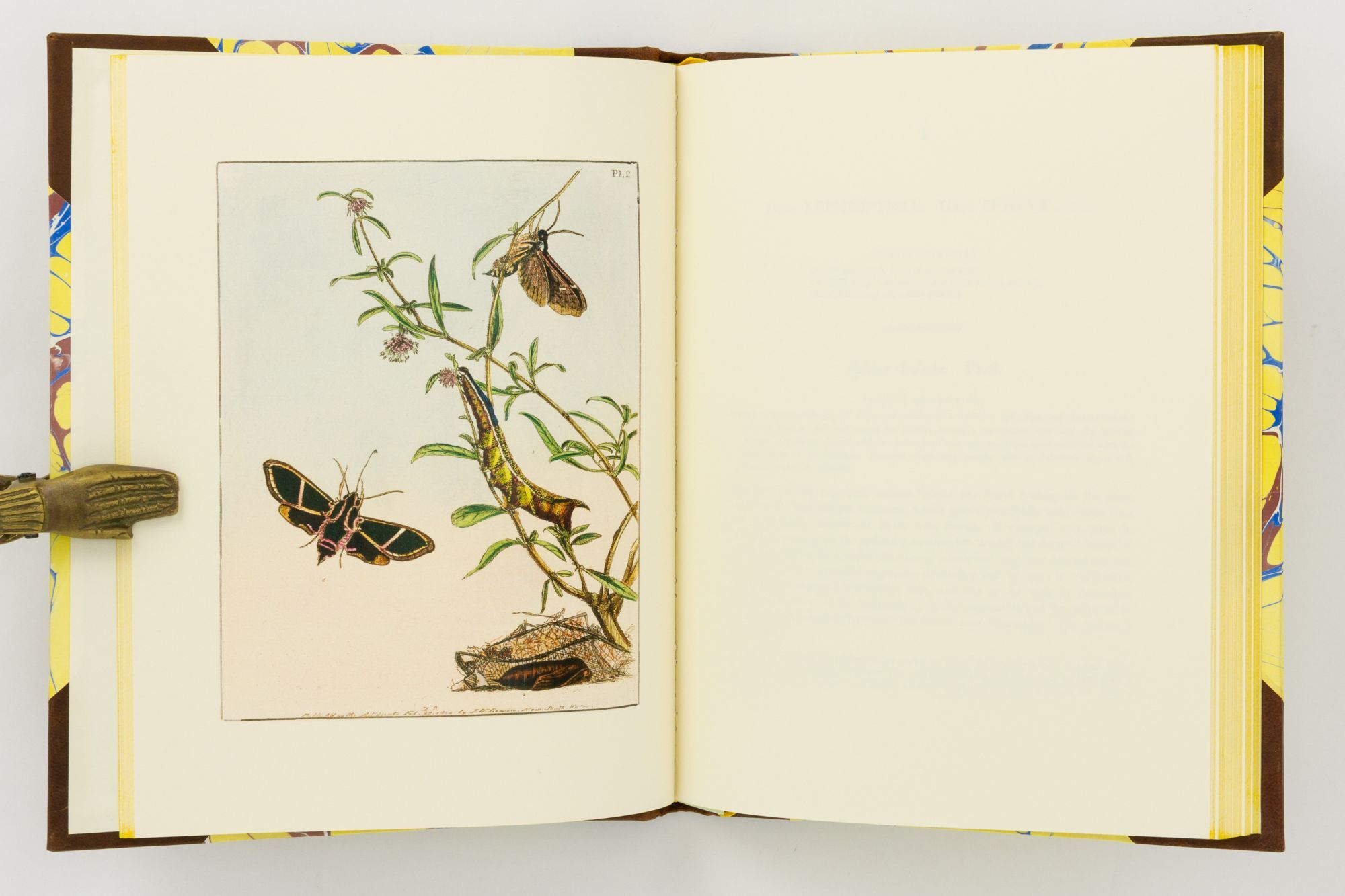 Prodromus Entomology. Or, A Natural History of the Lepidopterous ...