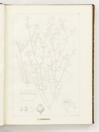Icones Euphorbiarum, ou Figures de cent vingt-deux espèces du genre Euphorbia, dessinées et Gravées par Heyland, avec des considérations sur la classification et la distribution géographique des plantes de ce genre par E. Boissier