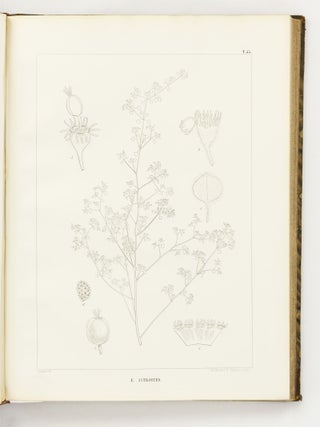Icones Euphorbiarum, ou Figures de cent vingt-deux espèces du genre Euphorbia, dessinées et Gravées par Heyland, avec des considérations sur la classification et la distribution géographique des plantes de ce genre par E. Boissier