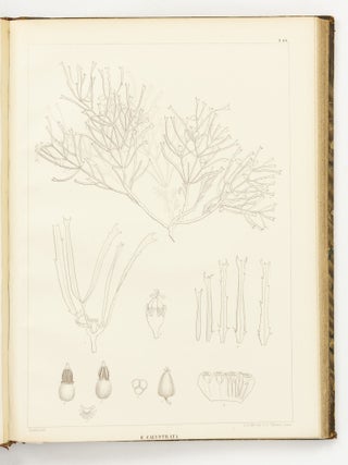 Icones Euphorbiarum, ou Figures de cent vingt-deux espèces du genre Euphorbia, dessinées et Gravées par Heyland, avec des considérations sur la classification et la distribution géographique des plantes de ce genre par E. Boissier