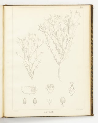 Icones Euphorbiarum, ou Figures de cent vingt-deux espèces du genre Euphorbia, dessinées et Gravées par Heyland, avec des considérations sur la classification et la distribution géographique des plantes de ce genre par E. Boissier