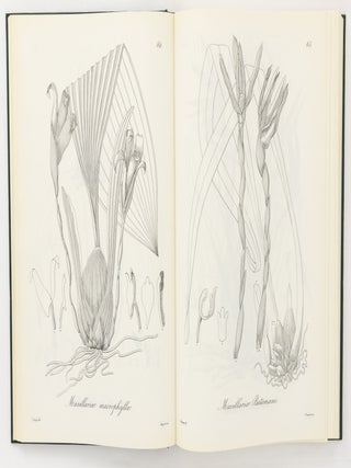 Nova Genera ac Species Plantarum quas in Regno Chilensi Peruviano et in Terra Amazonica annis MDCCCXXVII ad MDCCCXXXII legit Eduardus Poeppig, et cum Stephano Endlicher descripsit iconibusque illustravit