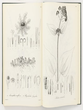 Nova Genera ac Species Plantarum quas in Regno Chilensi Peruviano et in Terra Amazonica annis MDCCCXXVII ad MDCCCXXXII legit Eduardus Poeppig, et cum Stephano Endlicher descripsit iconibusque illustravit