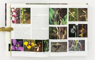 A Complete Guide to Native Orchids of Australia, including the Island Territories