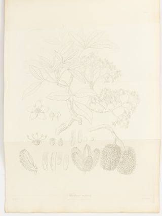 The Miscellaneous Botanical Works of Robert Brown ... Vol. III. Atlas of Plates