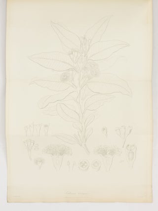 The Miscellaneous Botanical Works of Robert Brown ... Vol. III. Atlas of Plates