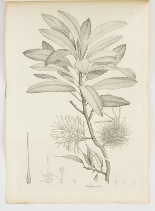 The Miscellaneous Botanical Works of Robert Brown ... Vol. III. Atlas of Plates