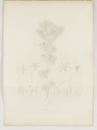 The Miscellaneous Botanical Works of Robert Brown ... Vol. III. Atlas of Plates