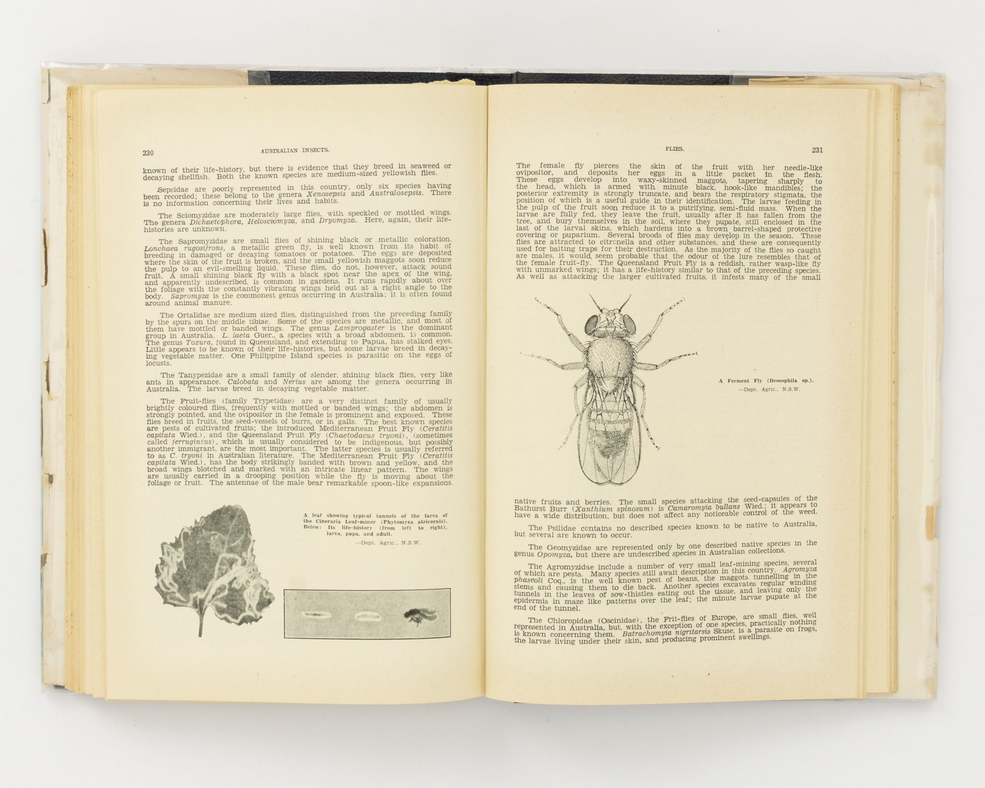 Australian Insects. An Introductory Handbook | Keith C. McKEOWN | 2nd ...