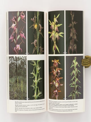 Orchids of South Australia