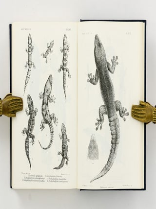 Catalogue of the Lizards in the British Museum (Natural History) [three volumes bound as two]