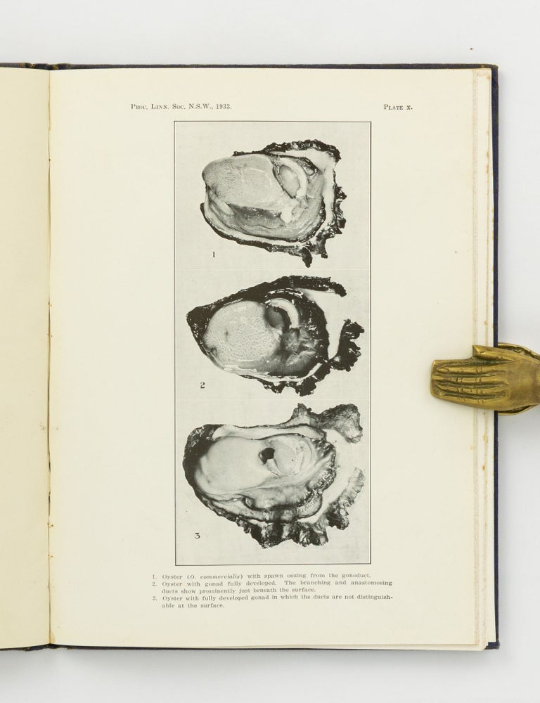 Item #144477 The Life History of the Australian Oyster (Ostrea Commercialis). [An offprint from] The Proceedings of the Linnean Society of New South Wales, Vol. LVIII, Parts 3-4, 1933. T. C ROUGHLEY.