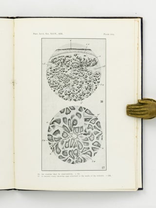 The Life History of the Australian Oyster (Ostrea Commercialis). [An offprint from] The Proceedings of the Linnean Society of New South Wales, Vol. LVIII, Parts 3-4, 1933