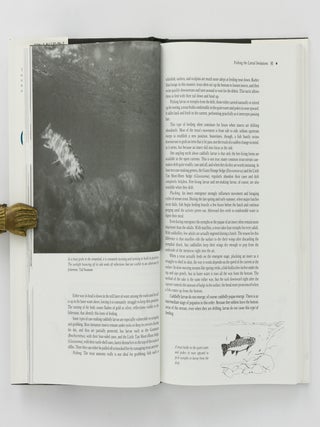 Caddisflies