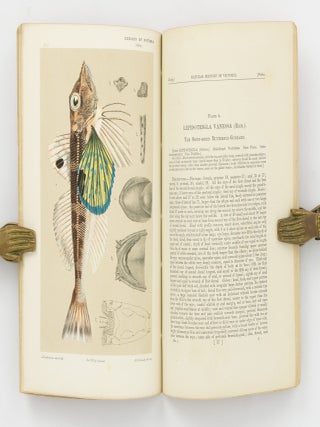 Natural History of Victoria. Prodromus of the Zoology of Victoria; or, Figures and Descriptions of the Living Species of All Classes of the Victorian Indigenous Animals [the complete run of 20 'Decades']