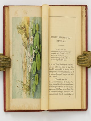 The Royal Water-Lily of South America and the Water-Lilies of our Own Land. Their History and Cultivation
