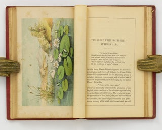 The Royal Water-Lily of South America and the Water-Lilies of our Own Land. Their History and Cultivation