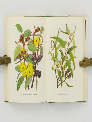 Eucalypts [two volumes]