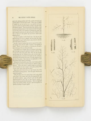 A Practical Treatise on Tree Culture in South Australia