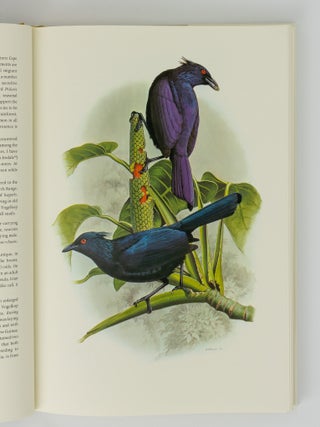 The Birds of Paradise and Bower Birds