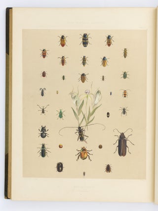 South Australia Illustrated