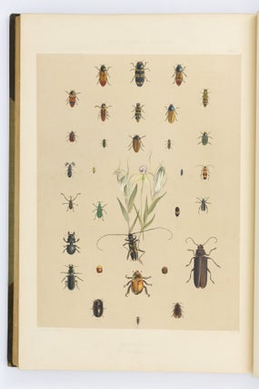 South Australia Illustrated