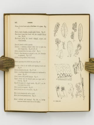 A Handbook of the Plants of Tasmania