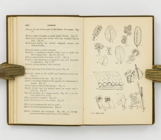 A Handbook of the Plants of Tasmania