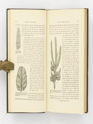 A Manual of the Coniferae, containing a General Review of the Order; a Synopsis of the Hardy Kinds cultivated in Great Britain; their Place and Use in Horticulture ...