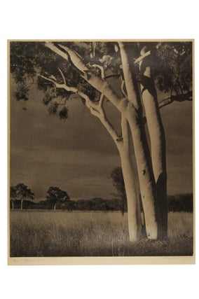 Australian Tree Portraits