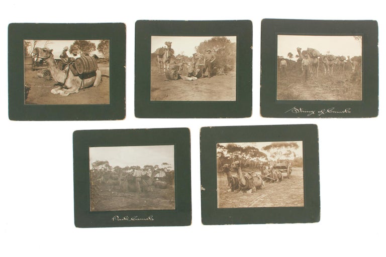 Item #99557 A matching group of five vintage sepia-toned gelatin silver photographs (each 82 × 108 mm, on individual mounts) depicting the life of the camel as a beast of burden. Camels.